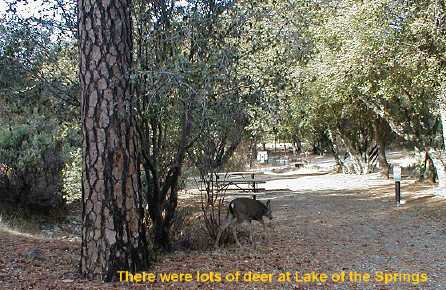 There were lots of deer at the Lake of the Springs preserve of Thousand Trails