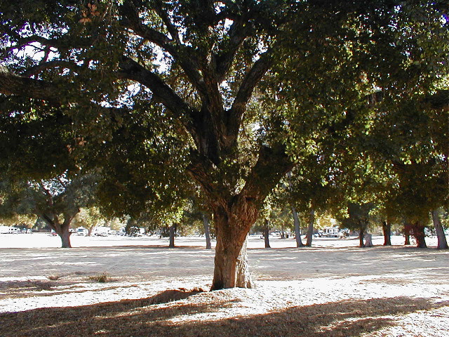 San Benito TT park