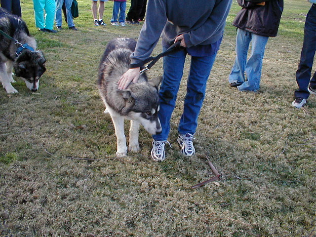 Wolfie's head