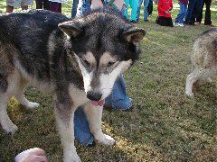 Wolfie shares a milkshake