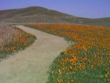 California Poppy Reserve visitor center, Lancaster California
         