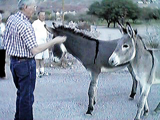 close up of wild burros