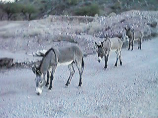 close up of wild burros