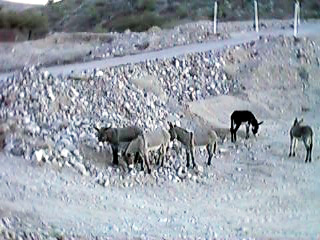 Wild burros near Parker Dam