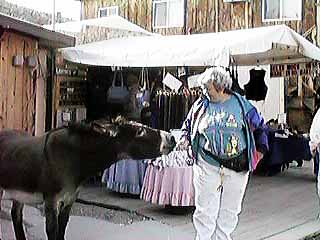 Our traveloge photo album - Oatman Arizona, wild burrows