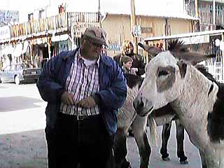 Our traveloge photo album - Oatman Arizona, wild burrows