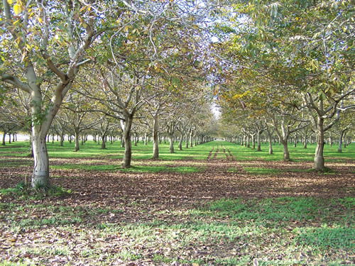 Walnut orchard near Lake Minden