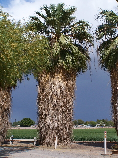 Palm trees at Sans End RV Park near Yuma AZ