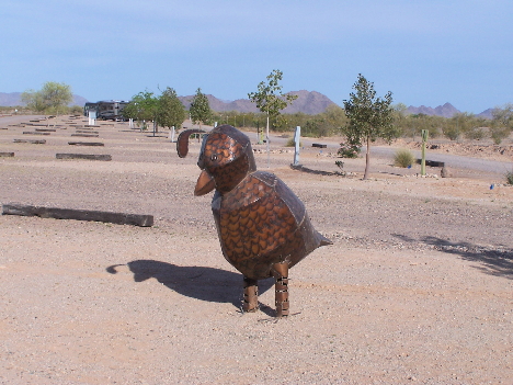 Quail at Gila Bend